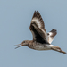 Eastern Willet - Photo (c) rb_stern, some rights reserved (CC BY-NC), uploaded by rb_stern