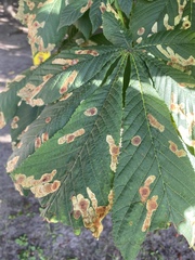 Cameraria ohridella