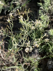 Eriogonum annuum
