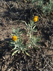 Picradeniopsis oppositifolia