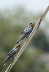 Hirundo rustica