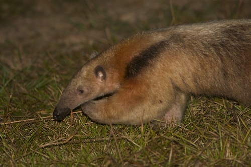 Southern Tamandua, photo 6 of 9