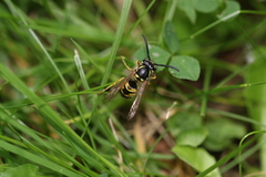 Vespula vulgaris