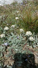 Achillea nana