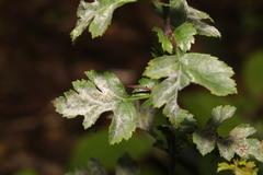 Podosphaera clandestina