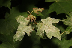 Podosphaera clandestina