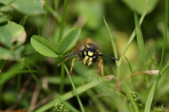 Vespula vulgaris