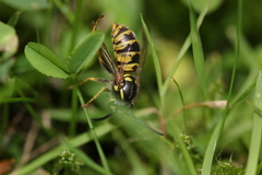 Vespula vulgaris