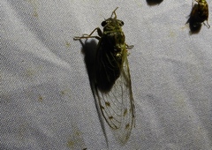 Diceroprocta tepicana