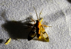 Pseudosphex leovazquezae