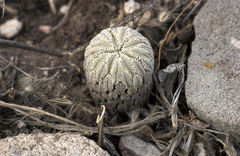 Pelecyphora aselliformis