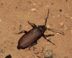 Strongylaspis