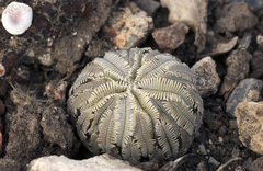 Pelecyphora aselliformis