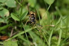 Vespula vulgaris