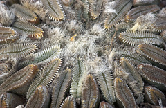 Pelecyphora aselliformis