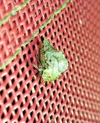 Telamona ampelopsidis