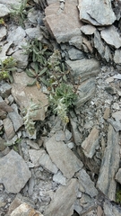 Artemisia genipi