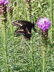 Papilio polyxenes