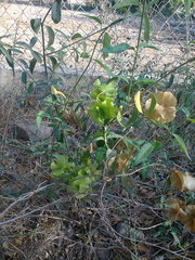 Callaeum macropterum