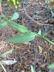 Callaeum macropterum