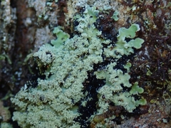 Pannaria leproloma