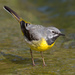 Grey Wagtail - Photo (c) kellyr115, some rights reserved (CC BY-NC)