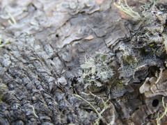 Heterodermia namaquana