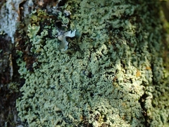 Pannaria leproloma
