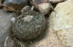 Pelecyphora strobiliformis