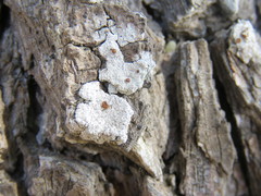 Ophioparma rubricosa