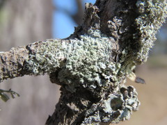 Xanthoparmelia weberi