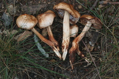 Gymnopus fusipes