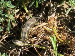 Gerrhosaurus flavigularis