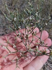 Eriogonum effusum