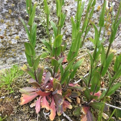 Arabis eschscholtziana