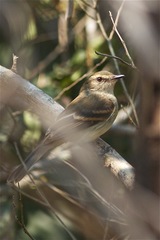 Cnemotriccus fuscatus