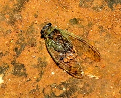 Diceroprocta tepicana