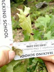 Attelabidae