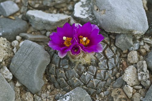 Pelecyphora strobiliformis