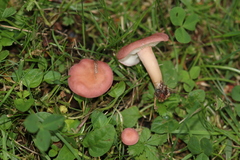Calocybe persicolor