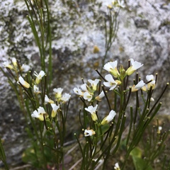 Arabis eschscholtziana