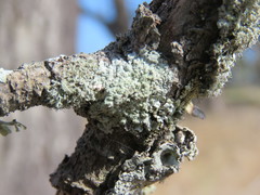 Xanthoparmelia weberi