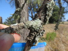 Xanthoparmelia weberi