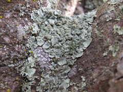 Xanthoparmelia weberi