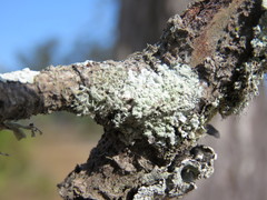 Xanthoparmelia weberi