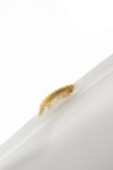 Gammarus percalacustris