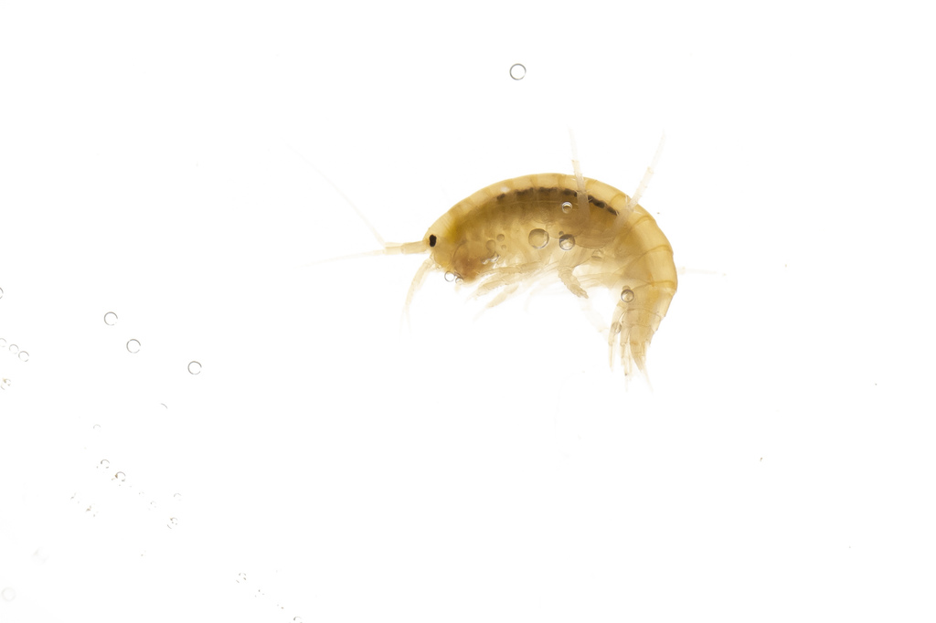 Perch Lake Scud