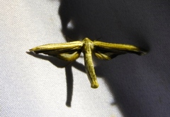Meskea dyspteraria