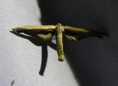 Meskea dyspteraria