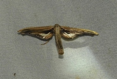 Meskea dyspteraria